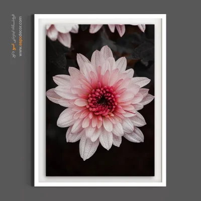 تابلو دکوراسیون آرامش بخش - داودی صورتی – تابلو گل - اسپو دکور