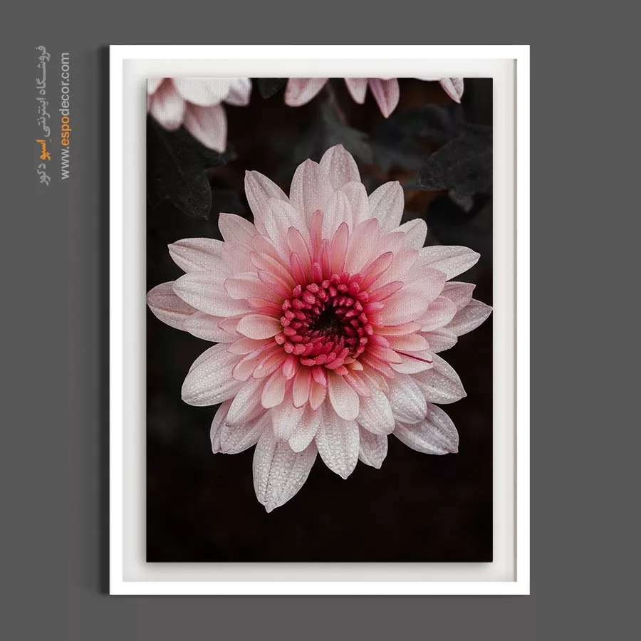 تابلو دکوراسیون آرامش بخش - داودی صورتی – تابلو گل - اسپو دکور
