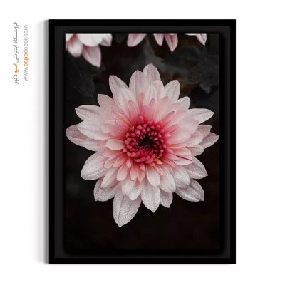 تابلو دکوراسیون آرامش بخش - داودی صورتی – تابلو گل - اسپو دکور
