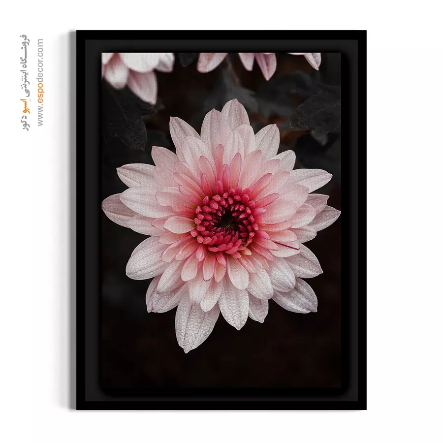 تابلو دکوراسیون آرامش بخش - داودی صورتی – تابلو گل - اسپو دکور