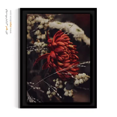 تابلو گل قرمز - داوودی قرمز زمستانی – تابلو گل - اسپو دکور