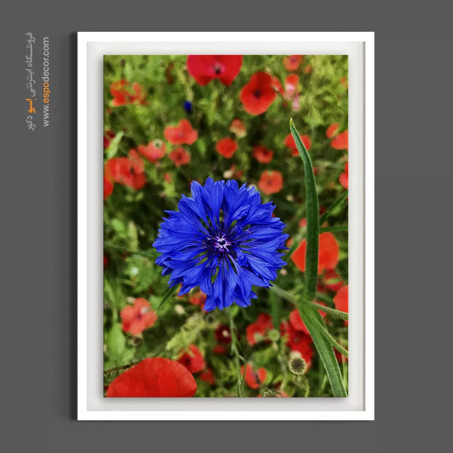 تابلو بهاری جدید - گل گندم آبی در مزرعه – تابلو گل - اسپو دکور