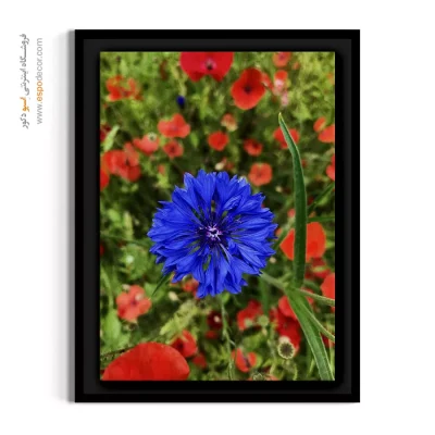 تابلو بهاری جدید - گل گندم آبی در مزرعه – تابلو گل - اسپو دکور