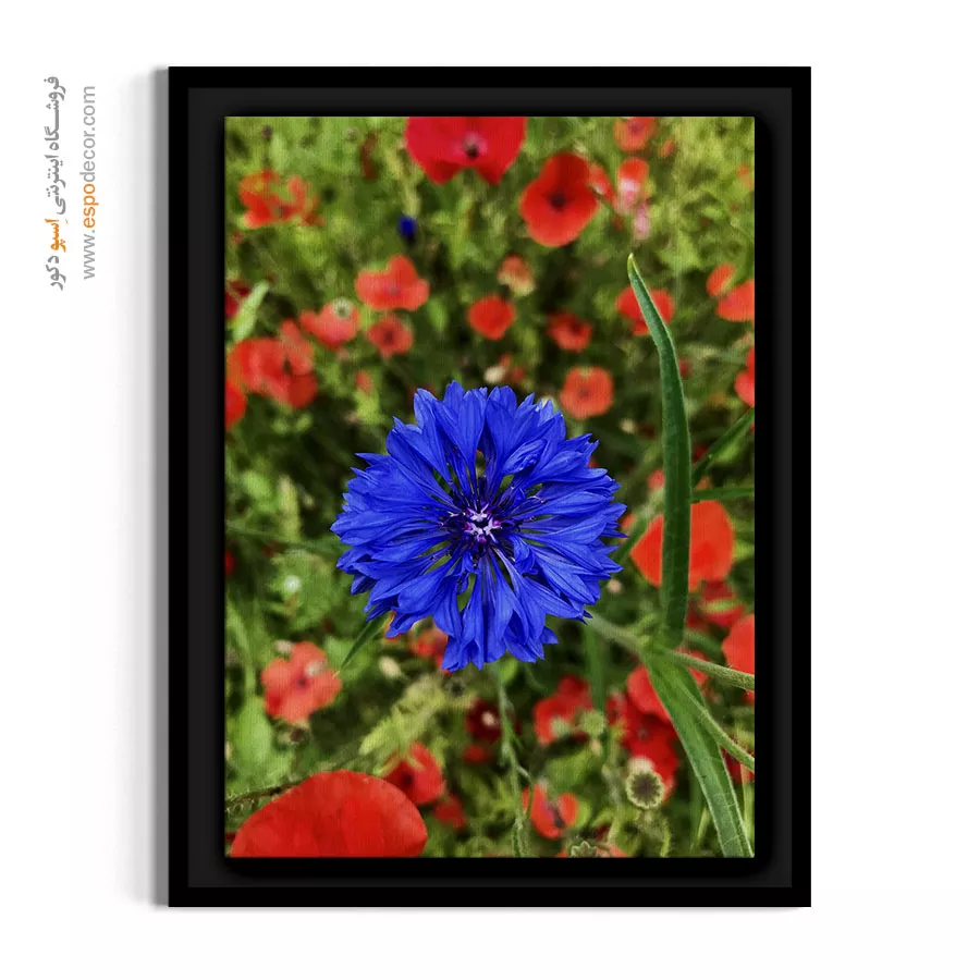 تابلو بهاری جدید - گل گندم آبی در مزرعه – تابلو گل - اسپو دکور