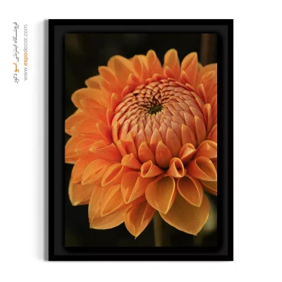 تابلو دکوراتیو نارنجی - کوکب هلویی – تابلو گل - اسپو دکور