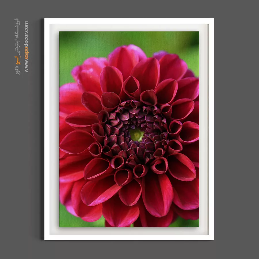 تابلو رنگ ماژانتا - کوکب سرخابی – تابلو گل - اسپو دکور