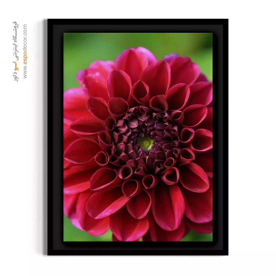 تابلو رنگ ماژانتا - کوکب سرخابی – تابلو گل - اسپو دکور