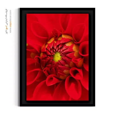 تابلو آشپزخانه و رستوران - کوکب قرمز پرشور – تابلو گل - اسپو دکور