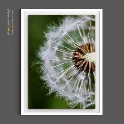 خرید تابلو قاصدک سفید - قاصدک سفید – تابلو گل - اسپو دکور