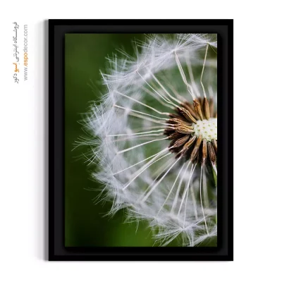 خرید تابلو قاصدک سفید - قاصدک سفید – تابلو گل - اسپو دکور