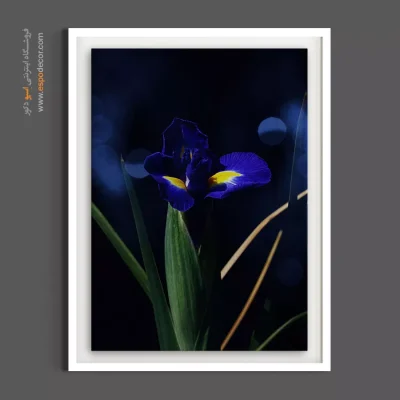 خرید تابلو زنبق آبی - آیریس در شب – تابلو گل - اسپو دکور