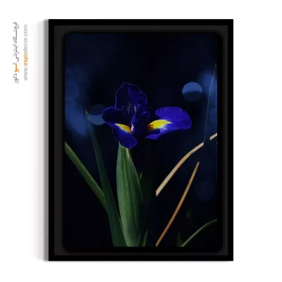 خرید تابلو زنبق آبی - آیریس در شب – تابلو گل - اسپو دکور