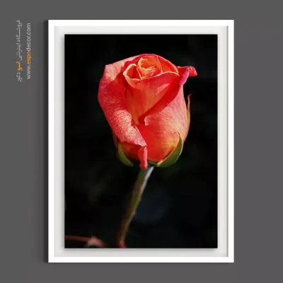 خرید تابلو غنچه رز هلویی - غنچه رز هلویی – تابلو گل - اسپو دکور