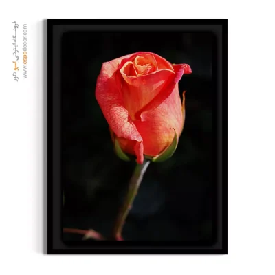 خرید تابلو غنچه رز هلویی - غنچه رز هلویی – تابلو گل - اسپو دکور