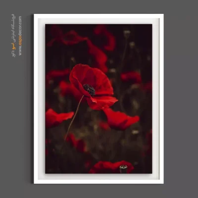 خرید تابلو شقایق قرمز - شقایق قرمز دراماتیک – تابلو گل - اسپو دکور