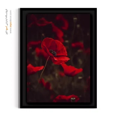 خرید تابلو شقایق قرمز - شقایق قرمز دراماتیک – تابلو گل - اسپو دکور