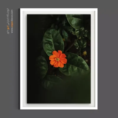 قیمت تابلو دکوراتیو - مارگریت نارنجی – تابلو گل - اسپو دکور