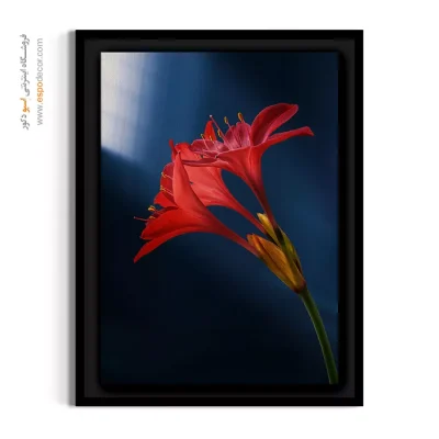 خرید تابلو دکوراتیو گل - سوسن اسکاربرو – تابلو گل - اسپو دکور