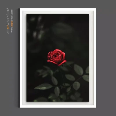 خرید تابلو دکوراتیو گل رز قرمز - گل رز قرمز مخملی – تابلو گل - اسپو دکور