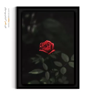 خرید تابلو دکوراتیو گل رز قرمز - گل رز قرمز مخملی – تابلو گل - اسپو دکور