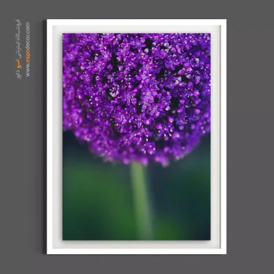 تابلو دکوراتیو تزیینی - گل آلیوم بنفش – تابلو گل - اسپو دکور