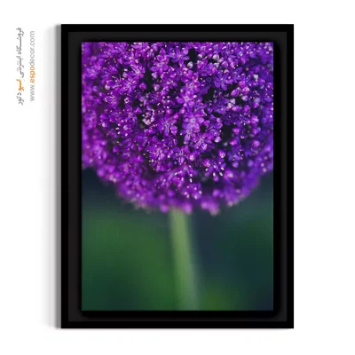 تابلو دکوراتیو تزیینی - گل آلیوم بنفش – تابلو گل - اسپو دکور