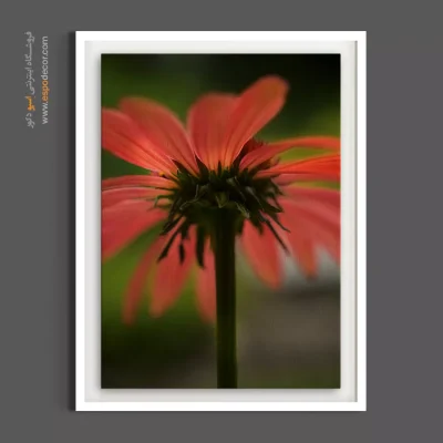 تابلو هلویی - کورال هلویی  – تابلو گل - اسپو دکور