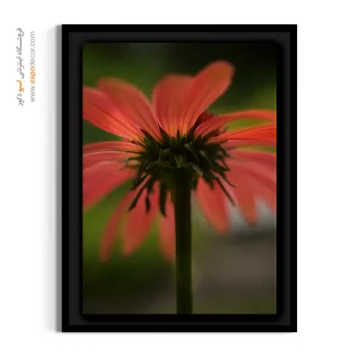 تابلو هلویی - کورال هلویی  – تابلو گل - اسپو دکور