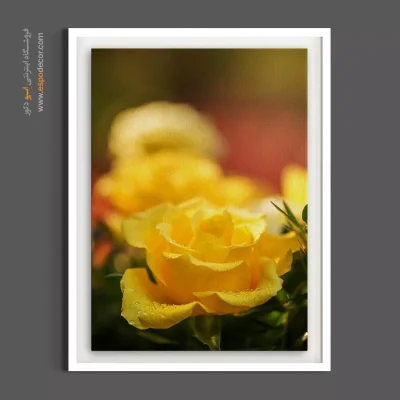خرید تابلو دکوراتیو رز زرد - رز زرد شاداب – تابلو گل - اسپو دکور