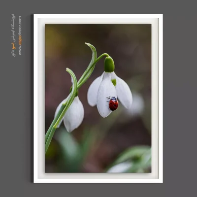 تابلو اتاق کودک با دکوراسیون بهاری - گل برفی و کفشدوزک – تابلو گل - اسپو دکور