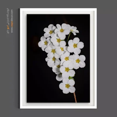 تابلو پذیرایی و نشیمن لوکس - شکوفه اسپیریا – تابلو گل - اسپو دکور