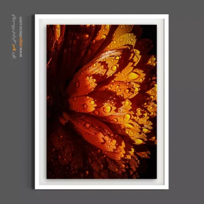 خرید تابلو نارنجی - گلبرگ‌ نارنجی – تابلو گل - اسپو دکور