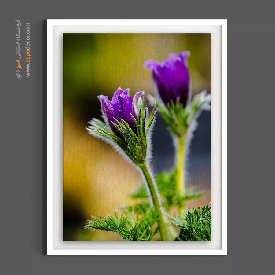 خرید تابلو گل بنفش - گل ستارهای – تابلو گل - اسپو دکور