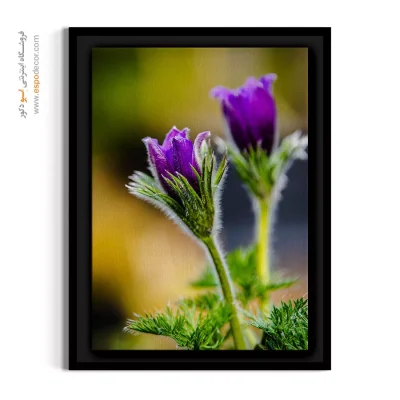 خرید تابلو گل بنفش - گل ستارهای – تابلو گل - اسپو دکور