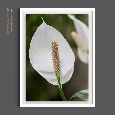 تابلو مناسب اتاق کار - گل صلح – تابلو گل - اسپو دکور