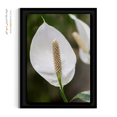 تابلو مناسب اتاق کار - گل صلح – تابلو گل - اسپو دکور