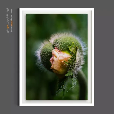 تابلو طبیعت - غنچه خشخاش – تابلو گل - اسپو دکور