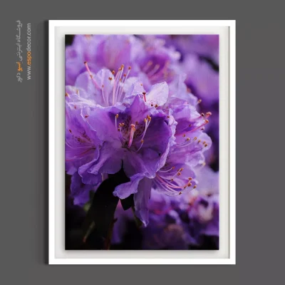 خرید تابلو پاستلی - آزالیا یاسی – تابلو گل - اسپو دکور