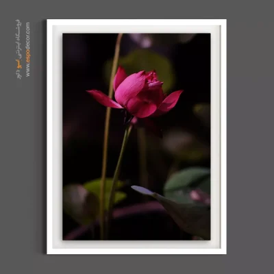 گل آسیایی و شرقی - غنچه لوتوس – تابلو گل - اسپو دکور