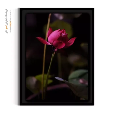 گل آسیایی و شرقی - غنچه لوتوس – تابلو گل - اسپو دکور