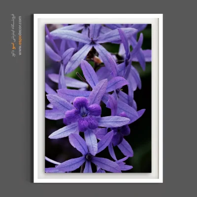 تابلو بنفش و یاسی - خوشه گل ستاره‌ای – تابلو گل - اسپو دکور