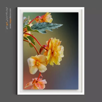 تابلو تم زرو و نارنجی - گل بگونیا – تابلو گل - اسپو دکور