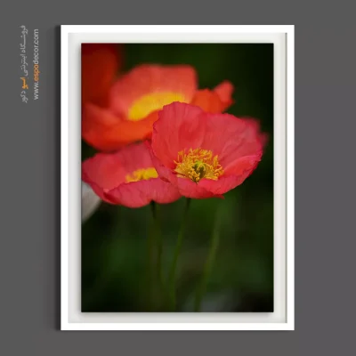 تابلو بهاری - گل کوکنار نارنجی – تابلو گل - اسپو دکور