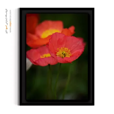 تابلو بهاری - گل کوکنار نارنجی – تابلو گل - اسپو دکور