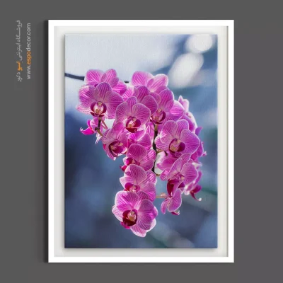 خرید تابلو دکوراتیو گل ارکیده صورتی - خوشه ارکیده صورتی – تابلو گل - اسپو دکور