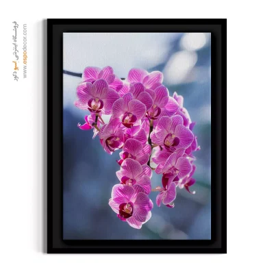 خرید تابلو دکوراتیو گل ارکیده صورتی - خوشه ارکیده صورتی – تابلو گل - اسپو دکور