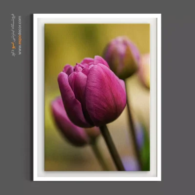 خرید تابلو دکوراتیو لاله - غنچه لاله – تابلو گل - اسپو دکور