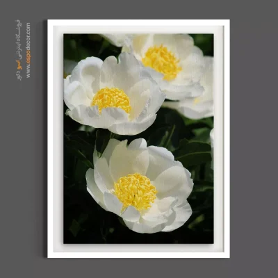 دکوراسیون دفتر کار - گل صدتومانی – تابلو گل - اسپو دکور