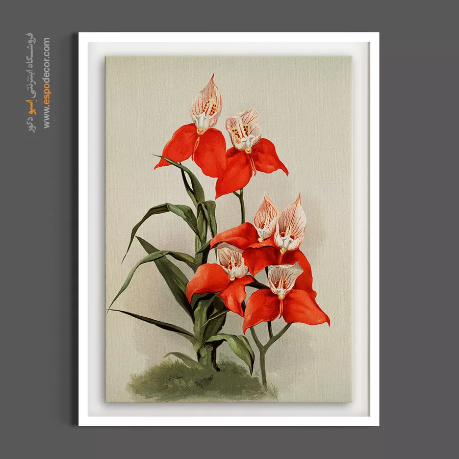 تابلو دفتر مدیریت - ارکیده رایچنباخیا – تابلو گل - اسپو دکور