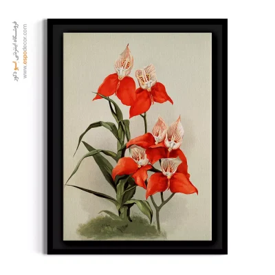 تابلو دفتر مدیریت - ارکیده رایچنباخیا – تابلو گل - اسپو دکور